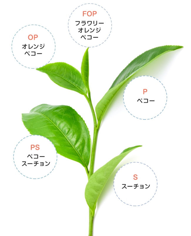 オレンジペコー、スーチョンなど茶葉の部位